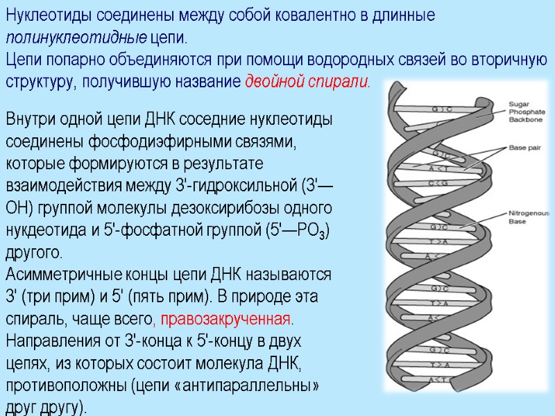 Нуклеотиды соединены между собой ковалентно в длинные полинуклеотидные цепи.  Цепи попарно объединяются при